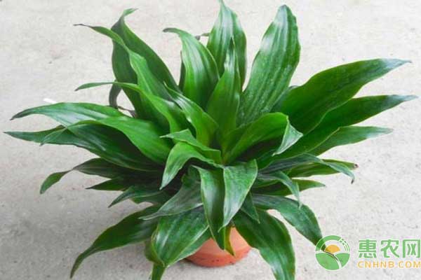 巴西鐵盆栽營(yíng)養(yǎng)液栽培技術(shù)之鐵植株促根
