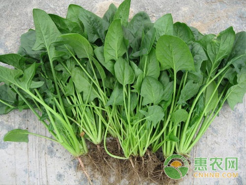 菠菜<a href='http://www.iweekee.cn/t/42188.html' class='j-href' target='_blank'><span style='color:#FF8001'>種植時(shí)間</span></a>與品種選擇