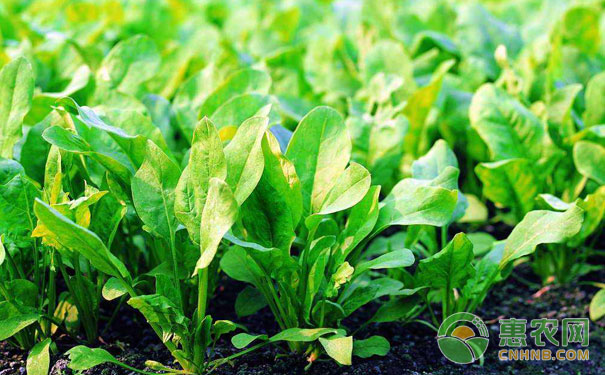 菠菜種植技術(shù)要點(diǎn)