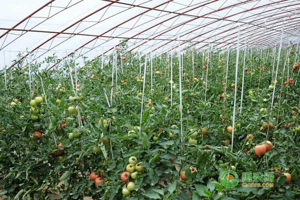 番茄初花期管理技巧：控旺、蘸花、防病毒的方法