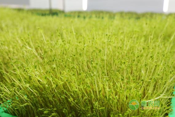 有機活體芽苗菜栽培中常出現(xiàn)的問題及解決方案