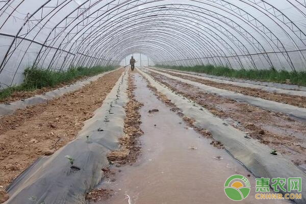 拱棚早春西瓜從定植到結果全過程