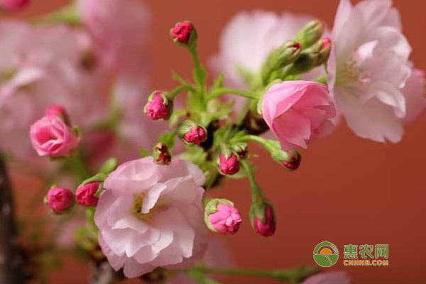 盆栽櫻花用什么土好？櫻花種植時間與方法