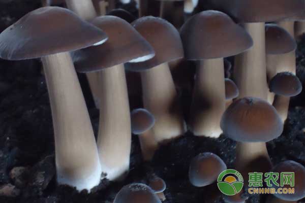 黑皮雞樅的栽培管理技術(shù)