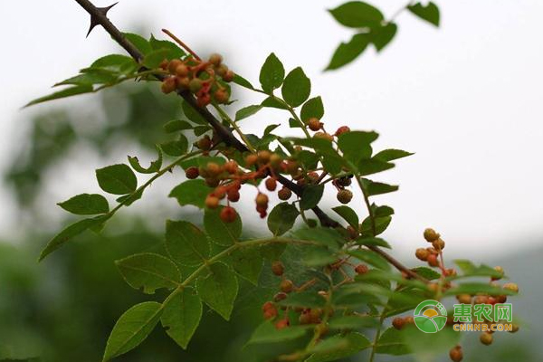 花椒要怎么嫁接？
