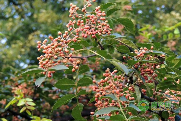 花椒要怎么嫁接？花椒栽培嫁接方法！