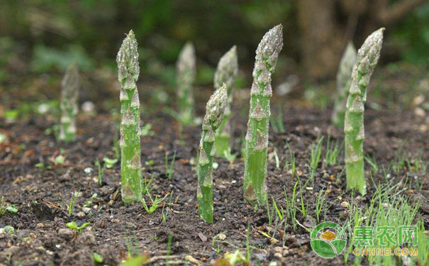 蘆筍秋季管理技術(shù)