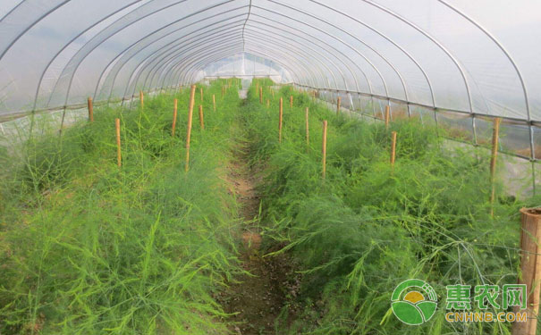 蘆筍后期田間管理