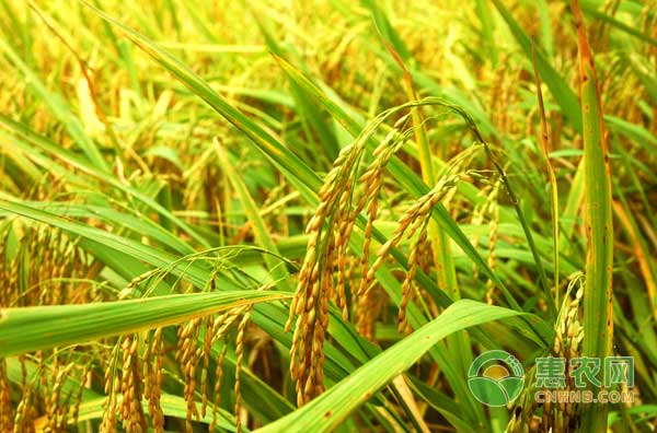 北方寒地水稻杂草防治技术-图片版权归惠农网所有