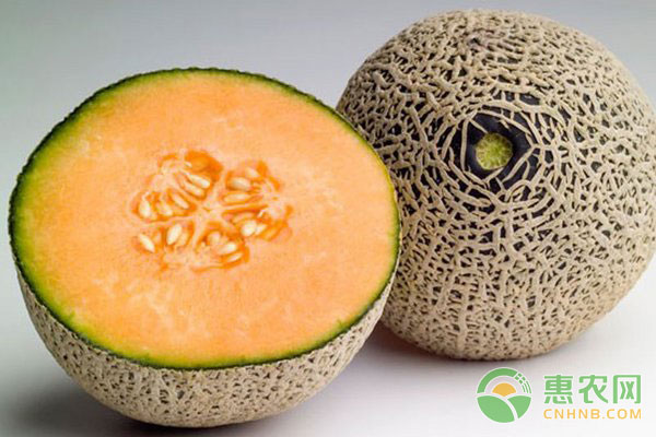 哈密瓜細(xì)菌性角斑病