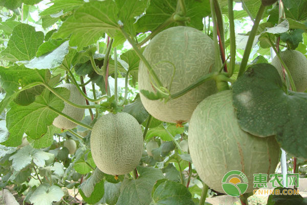 哈密瓜細(xì)菌性角斑病