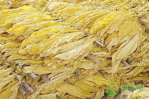 烟农该如何使用绿肥来提升烟草的质量和产量？