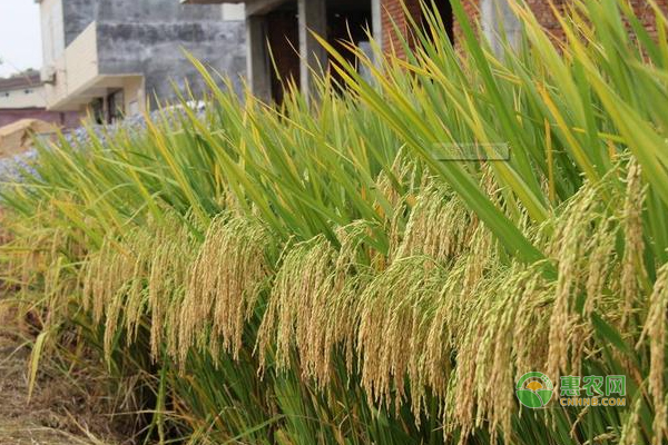植保論稻：剖析影響水稻產(chǎn)量內(nèi)部因素及如何管理達到增產(chǎn)的措施！