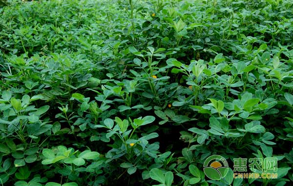 花生種植過程中主要病蟲害防治措施
