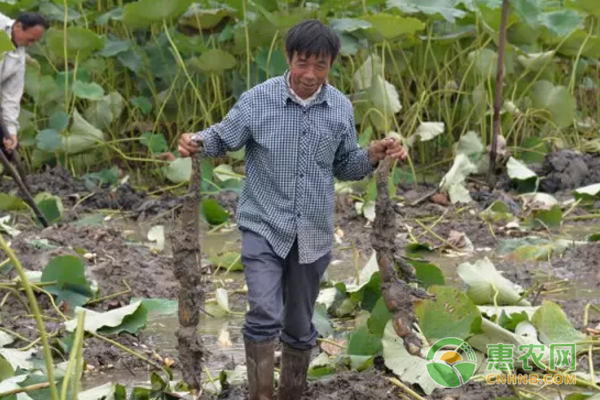 背河洼地大力发展莲藕种植