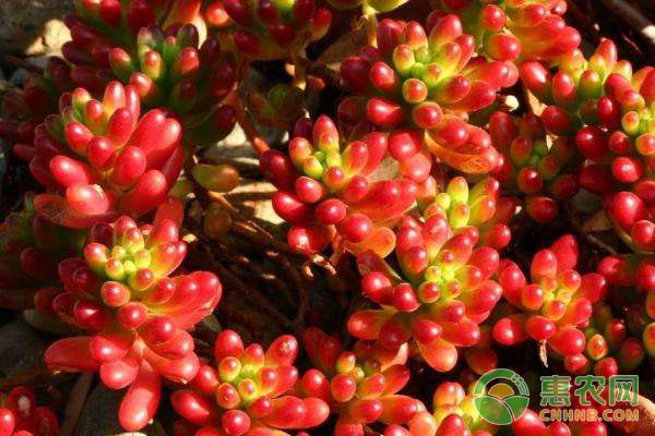 小球玫瑰怎么種植,小球玫瑰種植注意事項(xiàng)