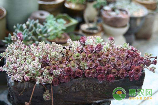 小球玫瑰怎么種植,小球玫瑰種植注意事項(xiàng)