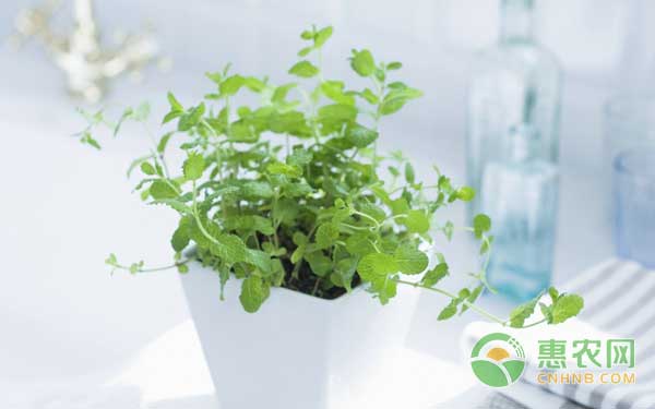 中藥材薄荷種植于盆栽的技術(shù)方法