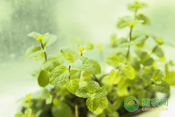 中藥材薄荷種植于盆栽的技術(shù)方法