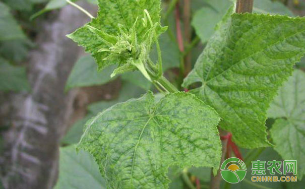 黃瓜花葉病防治方法