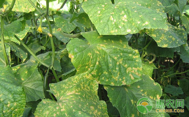 黃瓜花葉病發(fā)病特點