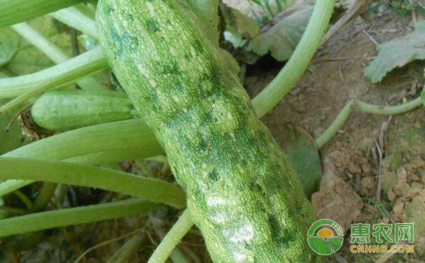 黃瓜花葉病危害癥狀