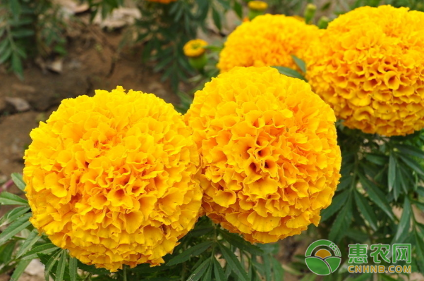 人大代表种植案例：万寿菊开出致富花 