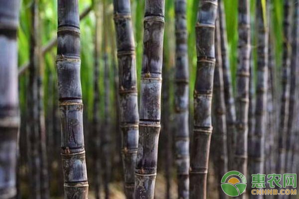 甘蔗高效節(jié)本種植技術(shù)