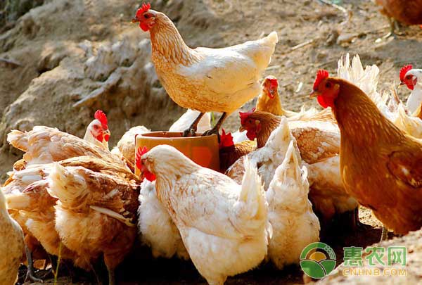 雞飼料霉變有啥危害？如何防除雞飼料霉變？