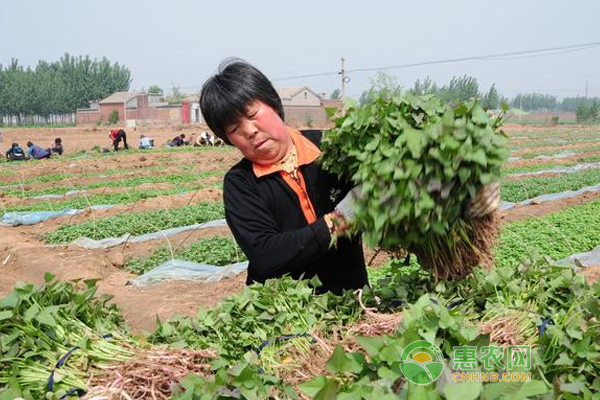 紅薯栽培基肥為主，重視有機肥