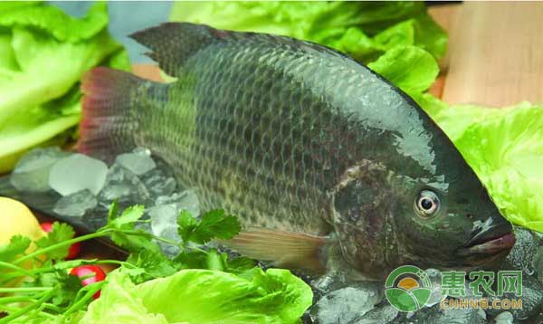 魚浮頭是一種??！魚浮頭產(chǎn)生的原因及防治措施