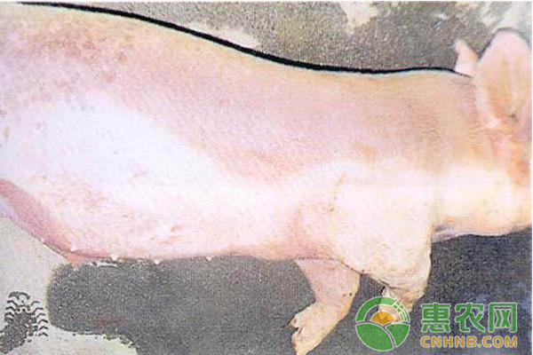 秋季猪传染性胸膜肺炎怎么预防猪传染性胸膜肺炎防治措施