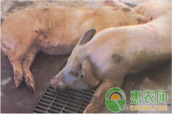 豬傳染性胸膜肺炎