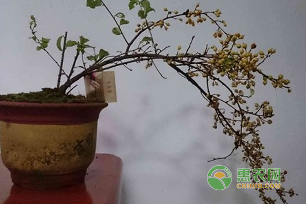 南蛇藤的盆栽方法