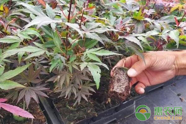 扦插繁殖技術(shù)：袋裝基質(zhì)在扦插繁殖中的使用方法