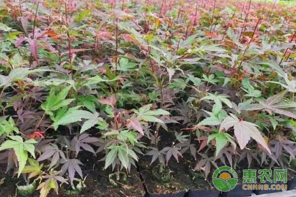 扦插繁殖技術(shù)：袋裝基質(zhì)在扦插繁殖中的使用方法