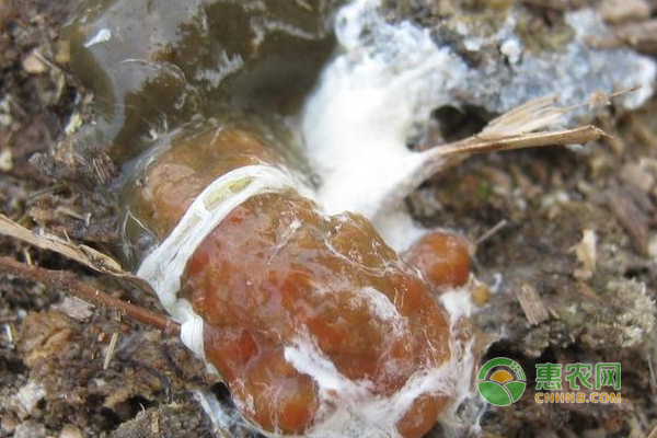 養(yǎng)雞技巧：學(xué)會(huì)讀懂“有病”雞的信號(hào)成活率更高