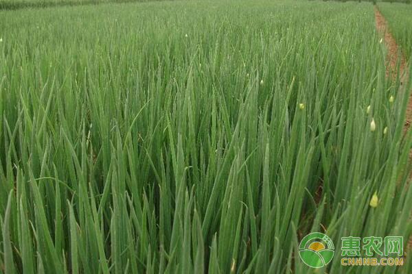 種蔥達(dá)人分享他的大蔥種植秘訣