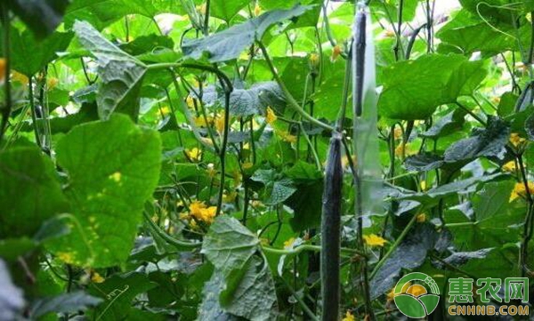 大棚温室黄瓜种植技术与管理要点-图片版权归惠农网所有