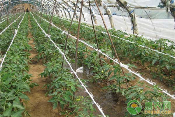 河北地區(qū)大棚番茄秋延栽培技術(shù)要點(diǎn)
