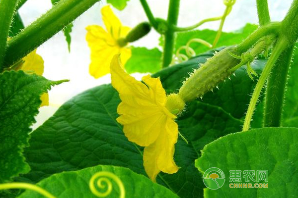 黃瓜生理病害與預(yù)防方法