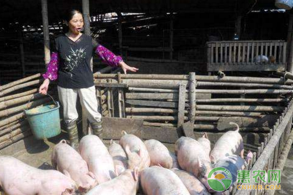 新莊村脫貧案例：養(yǎng)豬女能人帶領(lǐng)大家致富