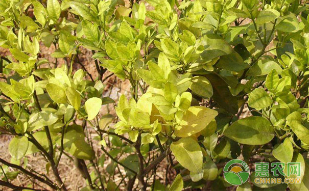 柑橘秋梢黃化原因與應(yīng)對(duì)措施