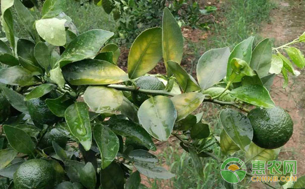 夏季修剪