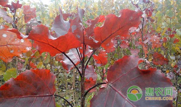 中華紅葉楊如何育苗？紅葉楊嫁接育苗技術(shù)