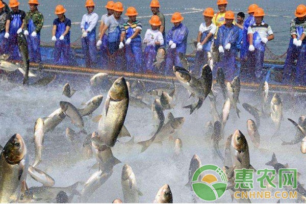 捕魚