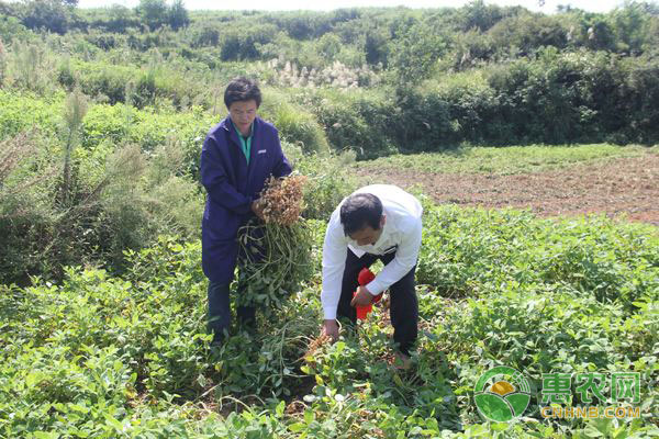 花生種植技術(shù)：花生缺磷的癥狀及防治辦法