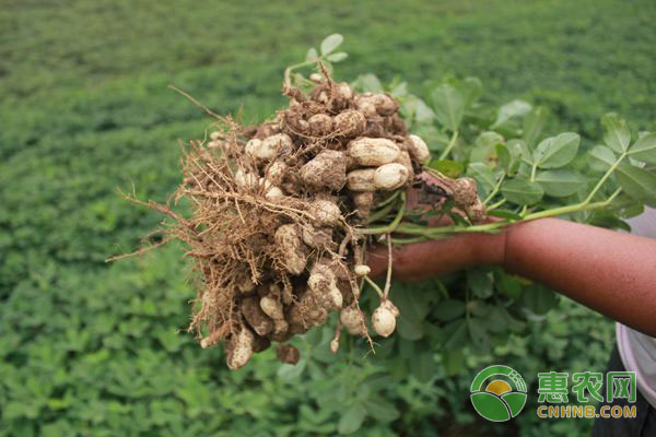 花生種植技術(shù)：花生缺磷的癥狀及防治辦法