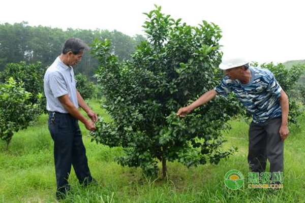 對砂糖橘樹進行整形修剪、其基本方法有哪些？