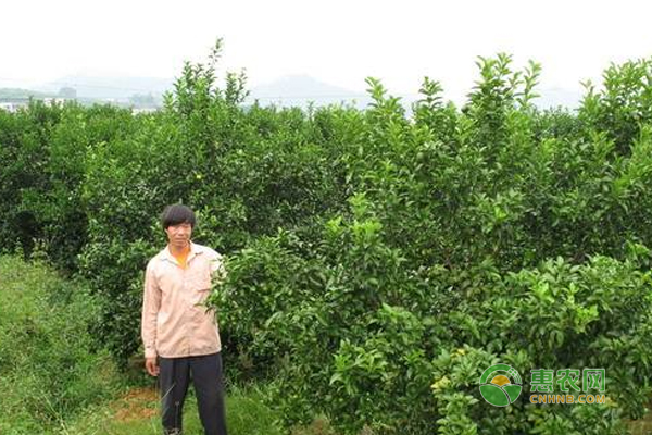 砂糖橘怎么整形修剪？砂糖橘樹整形修剪的方法！